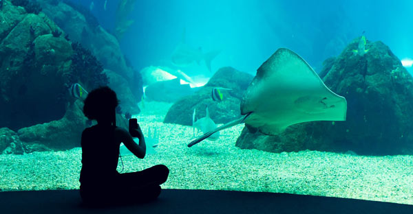 O lume magică la Oceanariul din Lisabona