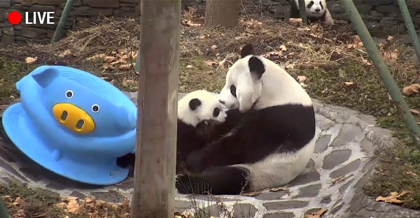 Ursuleţii panda din Shenshuping Gengda Panda Center