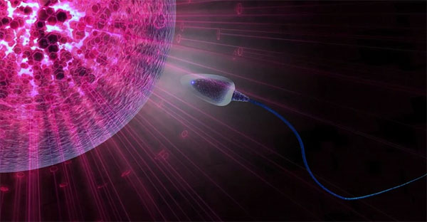 Spermatozoid